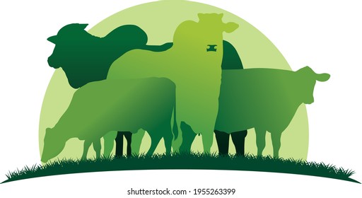 green oxen in green pasture