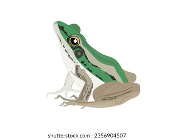 Green paddy frog on white background.