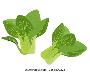 Green Pakchoi on a white background.