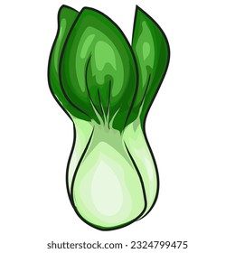 Green pakchoi this is vector drawing