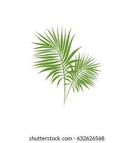 Green palm branches isolated on white. Summer vector illustration. Tropical ornament. Jungle print.  Vector illustration. Flat icon.