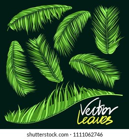 Green Palm Branches in Various Forms. Tropic Foliage. Illustration of Jungle Plants. Vector Palm Leaves. Floral Elements Set. Detailed Palm Leaves for Pattern, Wallpaper, Print or Your Creative Design