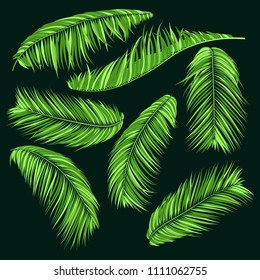 Green Palm Branches in Various Forms. Tropic Foliage. Illustration of Jungle Plants. Vector Palm Leaves. Floral Elements Set. Detailed Palm Leaves for Pattern, Wallpaper, Print or Your Creative Design
