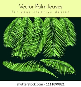 Green Palm Branches in Various Forms. Tropic Foliage. Illustration of Jungle Plants. Vector Palm Leaves. Floral Elements Set. Detailed Palm Leaves for Pattern, Wallpaper, Print or Your Creative Design