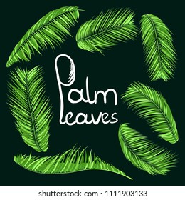Green Palm Branches in Various Forms. Tropic Foliage. Illustration of Jungle Plants. Vector Palm Leaves. Floral Elements Set. Detailed Palm Leaves for Pattern, Wallpaper, Print or Your Creative Design
