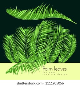 Green Palm Branches in Various Forms. Tropic Foliage. Illustration of Jungle Plants. Vector Palm Leaves. Floral Elements Set. Detailed Palm Leaves for Pattern, Wallpaper, Print or Your Creative Design