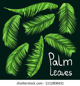 Green Palm Branches in Various Forms. Tropic Foliage. Illustration of Jungle Plants. Vector Palm Leaves. Floral Elements Set. Detailed Palm Leaves for Pattern, Wallpaper, Print or Your Creative Design