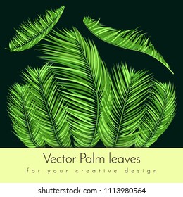 Green Palm Branches in Various Forms. Tropic Foliage. Illustration of Jungle Plants. Vector Palm Leaves. Floral Elements Set. Detailed Palm Leaves for Pattern, Wallpaper, Print or Your Creative Design
