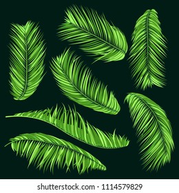 Green Palm Branches in Various Forms. Tropic Foliage. Illustration of Jungle Plants. Vector Palm Leaves. Floral Elements Set. Detailed Palm Leaves for Pattern, Wallpaper, Print or Your Creative Design