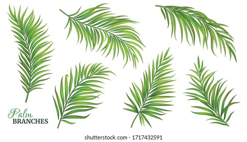 Green palm branches. Vector illustration.