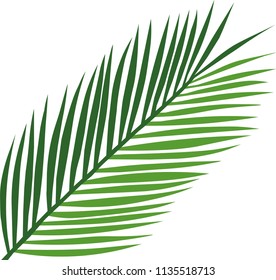 Green Palm Leaf