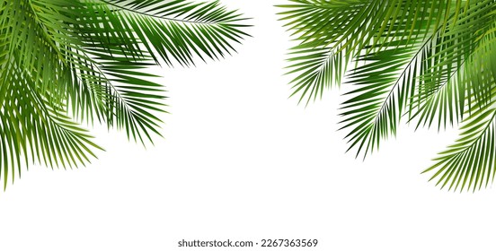 Green Palm Leaf Frame And Isolated White Background
With Gradient Mesh, Vector Illustration