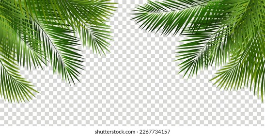 Green Palm Leaf Frame And Isolated Transparent Background 
With Gradient Mesh, Vector Illustration
