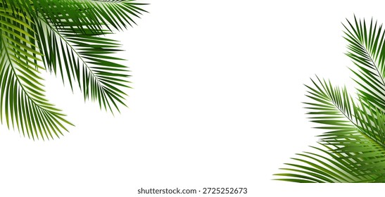 Marco verde de la hoja de palma y fondo transparente aislado 
Con malla degradada, Ilustración vectorial