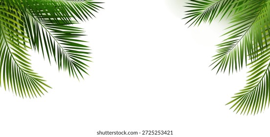 Marco verde de la hoja de palma y fondo blanco aislado
Con malla degradada, Ilustración vectorial