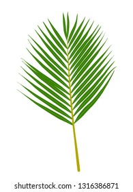 Green palm leaf isolated on white background. Vector illustration EPS10