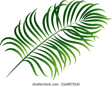 Green palm leaf isolated on white background. Vector element for summer design