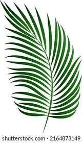 Green palm leaf isolated on white background. Vector element for summer design