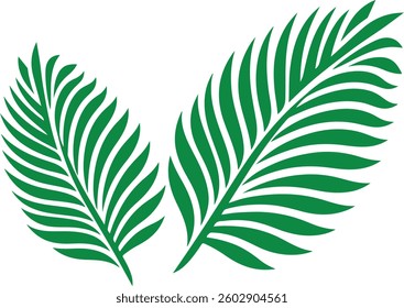 green palm leaf isolated on white background