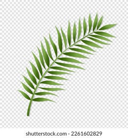 Green Palm Leaf Isolated Transparent Background , Vector Illustration