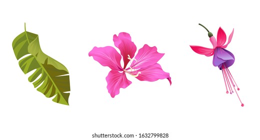 Green Palm Leaf. Pink Bauhinia Purpurea. Pink and Purple Fuchsia Bella. Vector illustration. Isolated illustration element. Floral botanical flower. Wild leaf wildflower isolated. Exotic tropical.