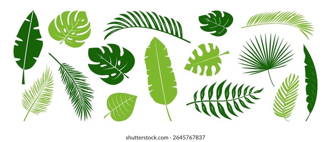 Green palm leaf plant, tropic flower, cartoon jungle, exotic coconut leaves, summer banana fern, monstera leaf collection. Rainforest paradise foliage. Hawaii floral on white bg. Vector illustration