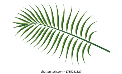 Green Palm Leaf. Vector exotic palm leaves. Vector template for design. 
