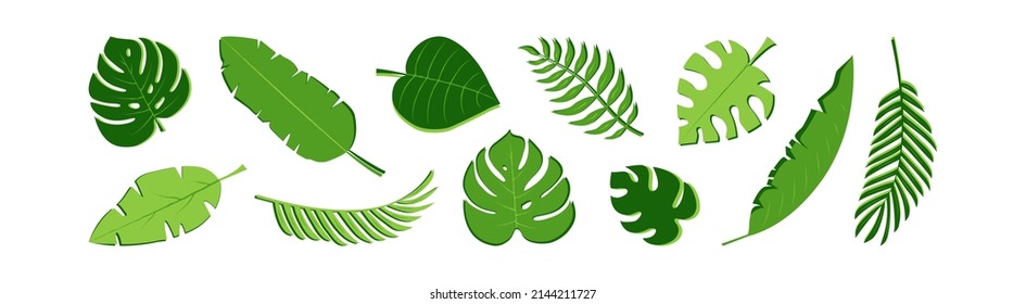 Green palm leaf vector icon, summer jungle set, exotic foliage, tropical plant isolated on white background. Nature illustration