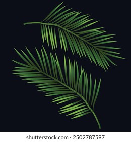 green palm leaves coconut tree isolated on black background vector.