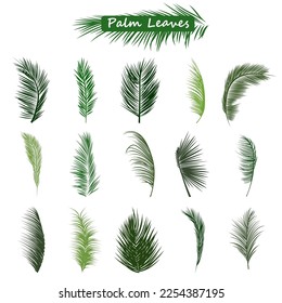 Green Palm Leaves Collection. Tropical Exotic Green Leaves