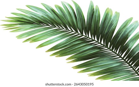 Green palm leaves foliage file, vector tropical leaf transparent background, exotic jungle plant, botanical greenery clipart, tropical nature illustration, rainforest elements, isolated