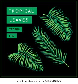 Green palm leaves isolated on black background. Tropical exotic foliage. Jungle leaf. Palm tree branch. Vector botanical illustration. Vintage floral design element. Areca palm. EPS 10.