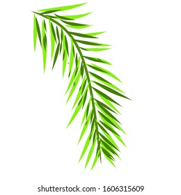 Green Palm Leaves Nature Vector for Background