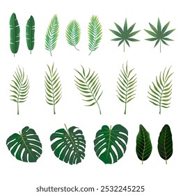 Green palm leaves on a white background. Vector set of curved branches. Leaves of various tropical trees, bending twigs. Vector illustration.