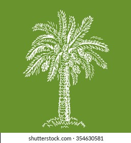 Green palm leaves and sweet fruits. Date palm vector illustration.