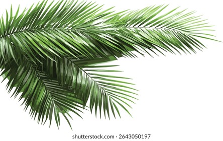 Green palm leaves vector corner layout on transparent backgrounds illustrations, tropical foliage, jungle plant frame, exotic leaf border, botanical greenery, nature element,