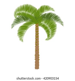Green palm on a white background. Vector illustration.
