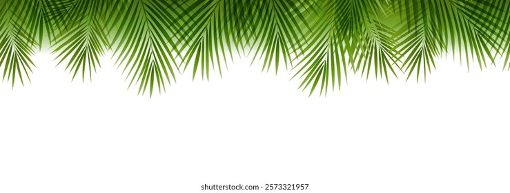 Green Palm Tree Branch Border Isolated White Background With Gradient Mesh, Vector Illustration