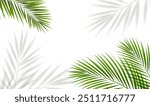 Green Palm Tree Branch And Isolated Background 
With Gradient Mesh, Vector Illustration