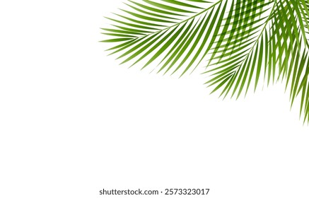 Green Palm Tree Branch And Isolated White Background With Gradient Mesh, Vector Illustration