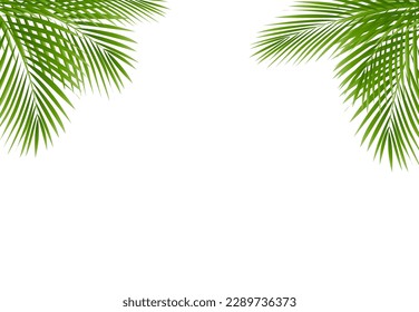 Green Palm Tree Frame Isolated White Background , Vector Illustration
