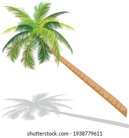 Green palm tree illustration vector, Palms grow in warm regions, especially the tropics