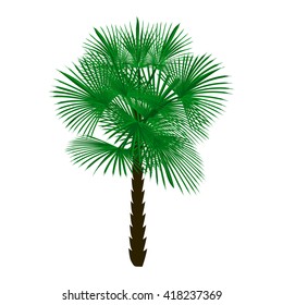 Green palm tree isolated on white background. Vector illustration