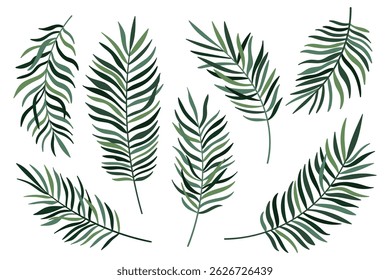 Green palm tree leaf set isolated on white background. Palm or coconut tropical leaves collection