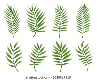 Green palm tree leaf set isolated on white background. Palm or coconut tropical leaves collection