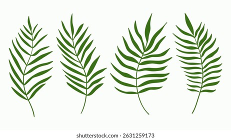 Green palm tree leaf set isolated on white background. Palm or coconut tropical leaves collection