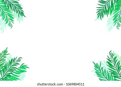 Green palm tree leaves isolated on white background with space for text.