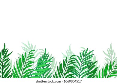 Green palm tree leaves isolated on white background with space for text.