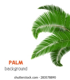 Green palm tree leaves isolated on white background