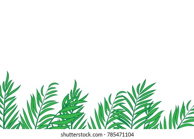 Green palm tree leaves isolated on white background with space for text.